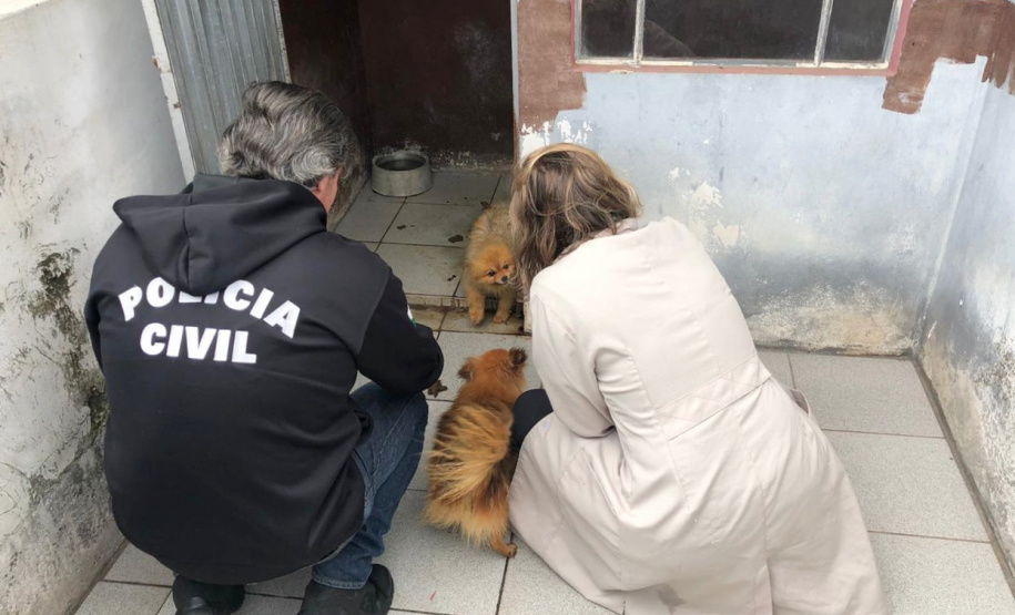 PCPR autua médica veterinária suspeita de maus-tratos a animais em Curitiba