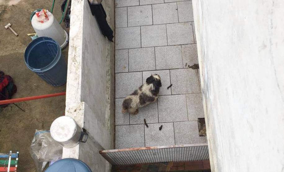 PCPR autua médica veterinária suspeita de maus-tratos a animais em Curitiba