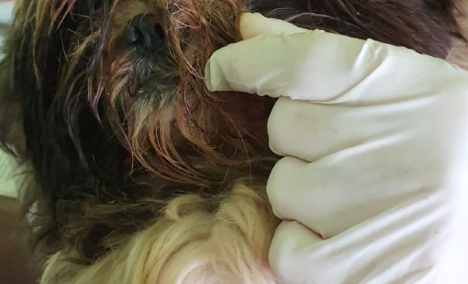 PCPR autua médica veterinária suspeita de maus-tratos a animais em Curitiba