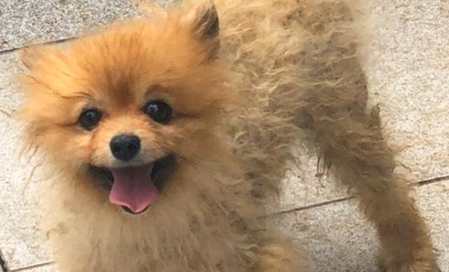 PCPR autua médica veterinária suspeita de maus-tratos a animais em Curitiba