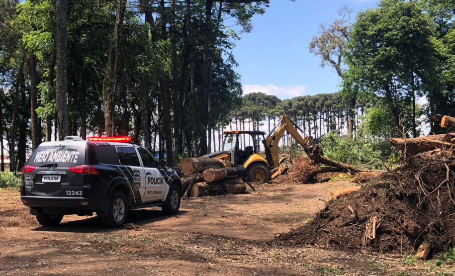 PCPR prende homem por corte ilegal de árvores em Curitiba