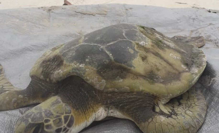 Equipe da PM resgata tartaruga marinha ameaçada de extinção em Paranaguá (PR)