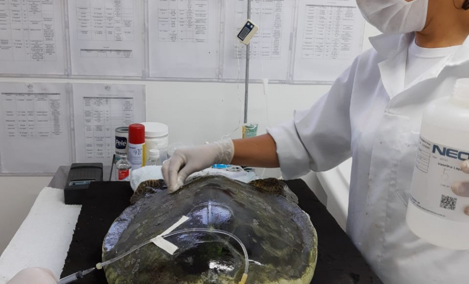 Equipe da PM resgata tartaruga marinha ameaçada de extinção em Paranaguá (PR)