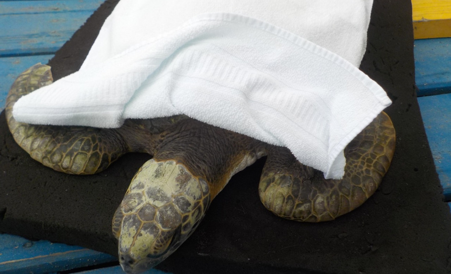 Equipe da PM resgata tartaruga marinha ameaçada de extinção em Paranaguá (PR)