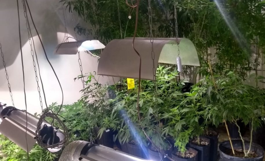 BOPE apreende mais de 1,2 mil pés de maconha nos bairros Barreirinha e Portão, em Curitiba