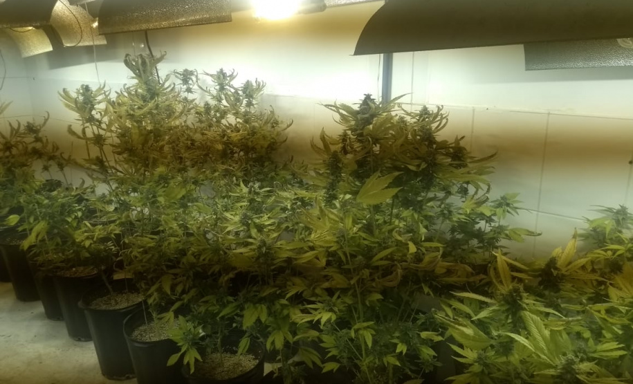 BOPE apreende mais de 1,2 mil pés de maconha nos bairros Barreirinha e Portão, em Curitiba