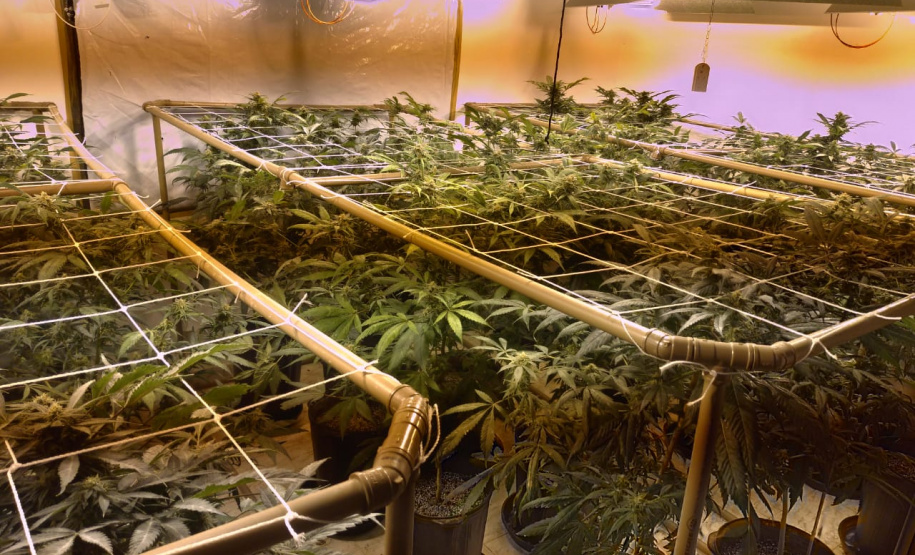 BOPE apreende mais de 1,2 mil pés de maconha nos bairros Barreirinha e Portão, em Curitiba