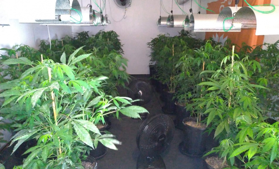 BOPE apreende mais de 1,2 mil pés de maconha nos bairros Barreirinha e Portão, em Curitiba