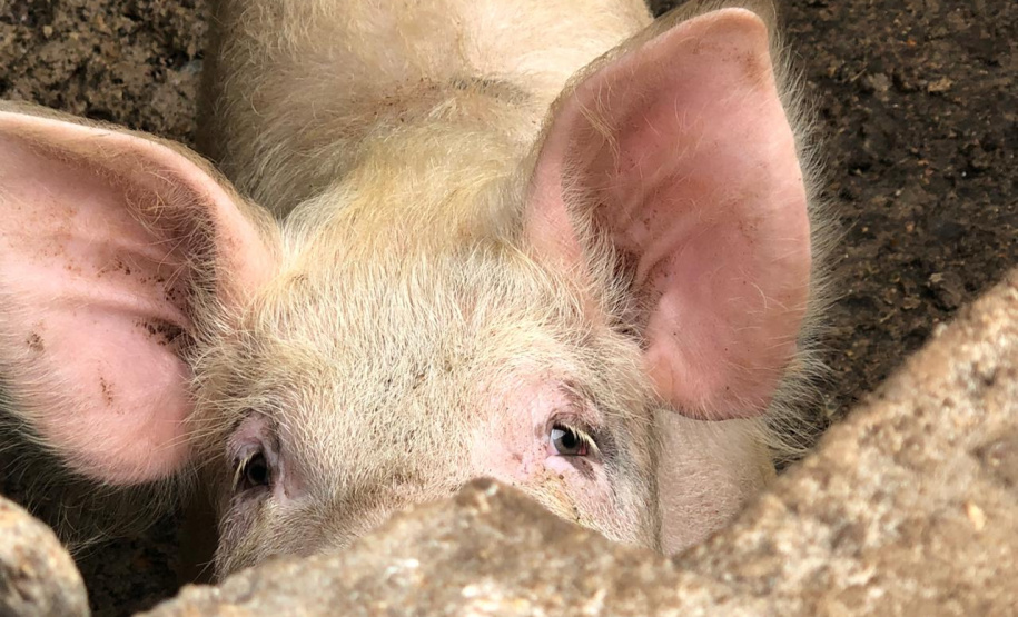 PCPR autua suspeito por manter abate clandestino na RMC