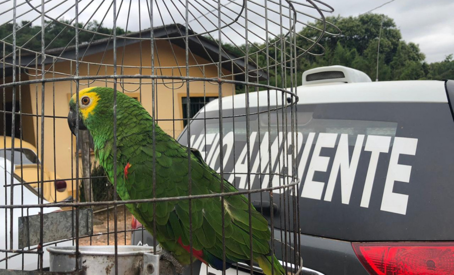 PCPR autua suspeito por manter abate clandestino na RMC