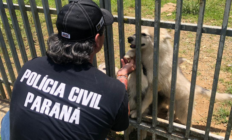 PCPR fecha canil clandestino e resgata cinco cães em Curitiba
