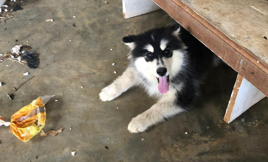 PCPR fecha canil clandestino e resgata cinco cães em Curitiba