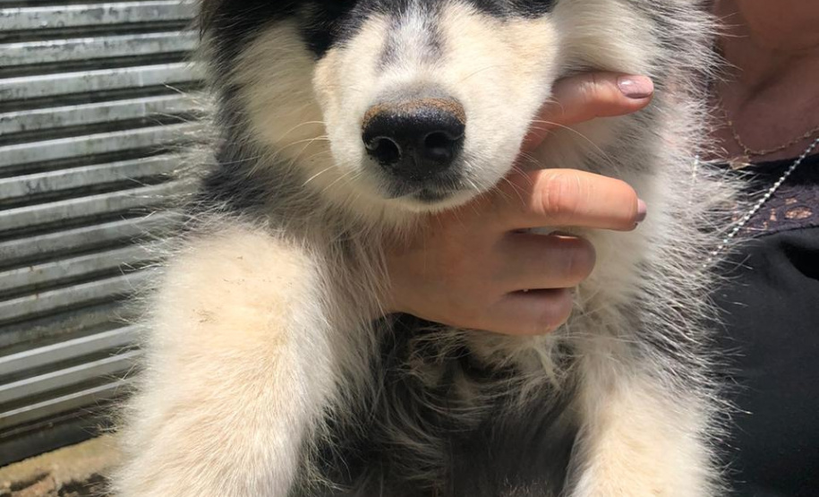 PCPR fecha canil clandestino e resgata cinco cães em Curitiba