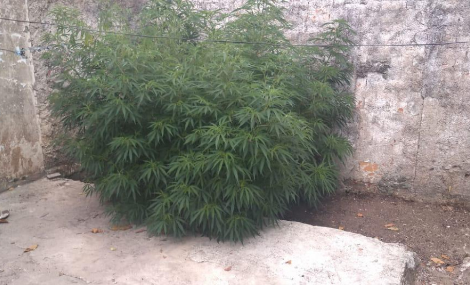 Policiais do projeto-piloto Em Frente Brasil prendem cinco pessoas e apreendem grande quantidade de drogas em São José dos Pinhais, na RMC