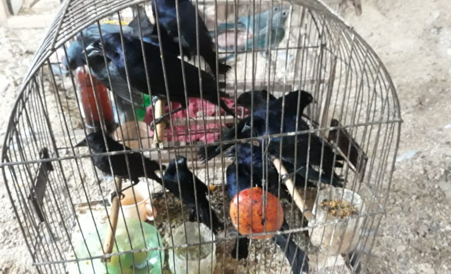 BPAmb-FV apreende mais de 130 aves silvestres após denúncia anônima no Oeste do estado