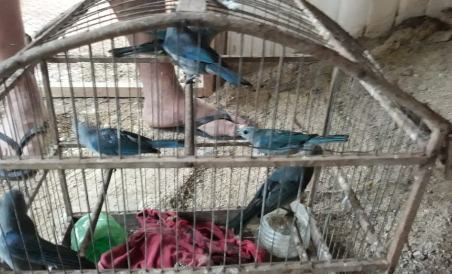 BPAmb-FV apreende mais de 130 aves silvestres após denúncia anônima no Oeste do estado