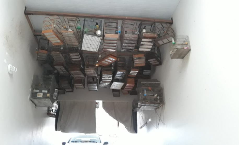 BPAmb-FV apreende mais de 130 aves silvestres após denúncia anônima no Oeste do estado