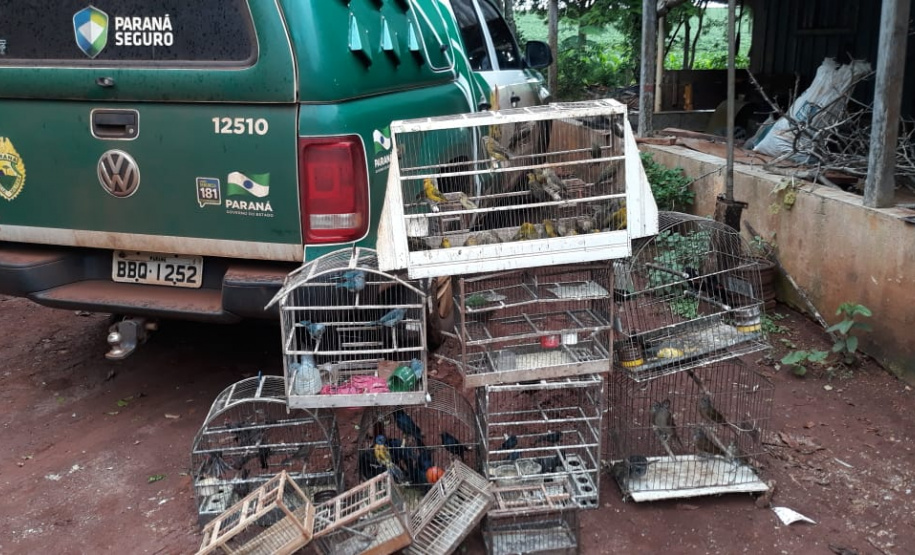 BPAmb-FV apreende mais de 130 aves silvestres após denúncia anônima no Oeste do estado