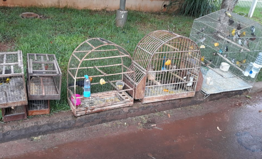 BPAmb-FV apreende mais de 130 aves silvestres após denúncia anônima no Oeste do estado