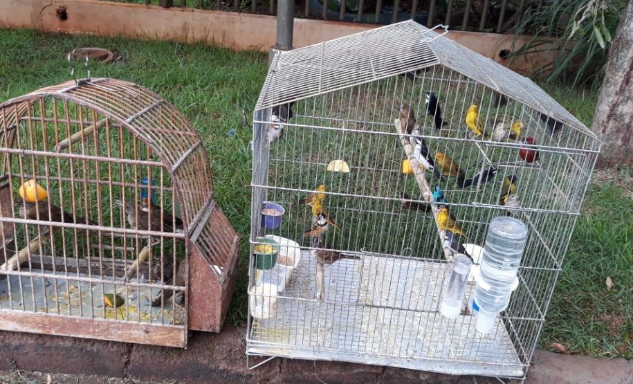 BPAmb-FV apreende mais de 130 aves silvestres após denúncia anônima no Oeste do estado