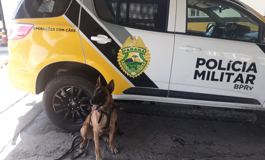 Equipe Canil da Polícia Rodoviária Estadual apreende maconha em duas abordagens no Litoral