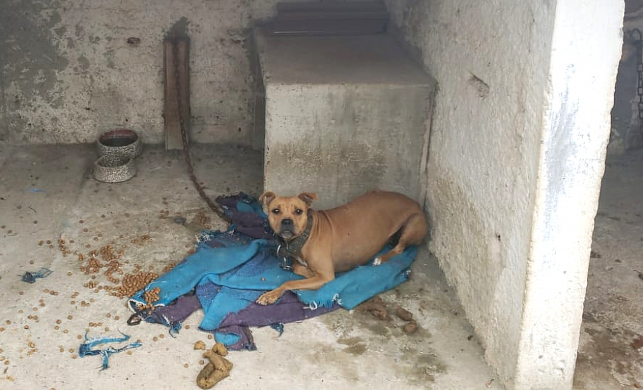 Polícia Civil resgata mais cães na casa do treinador preso em rinha