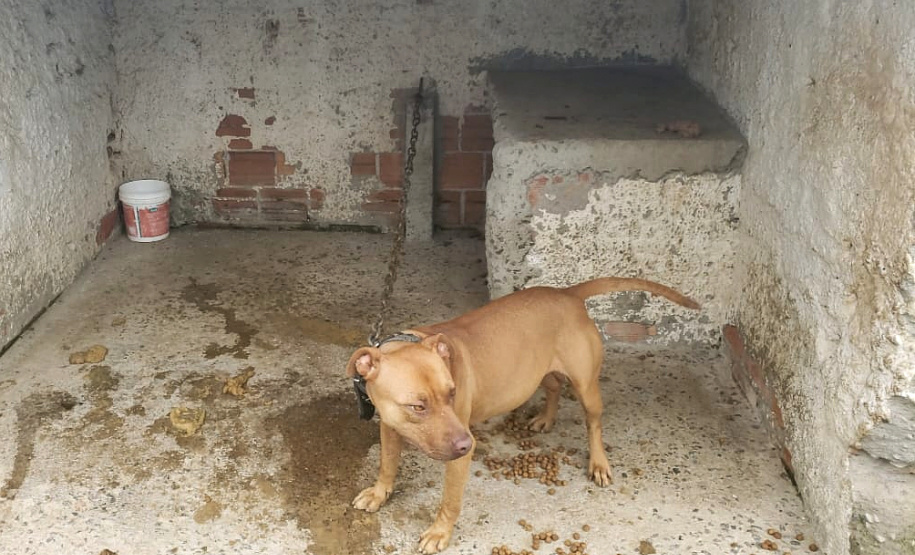 Polícia Civil resgata mais cães na casa do treinador preso em rinha