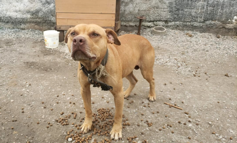 Polícia Civil resgata mais cães na casa do treinador preso em rinha