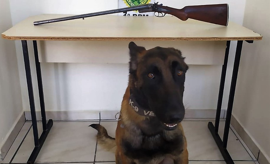 Em Ponta Grossa (PR), PM prende espingarda com ajuda de cão de faro