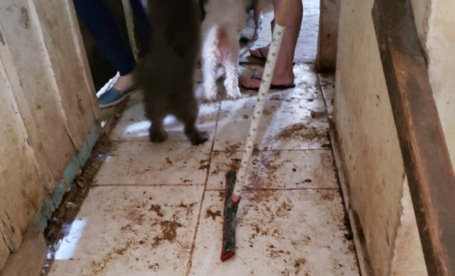 PCPR fiscaliza maus tratos a animais em Guaratuba