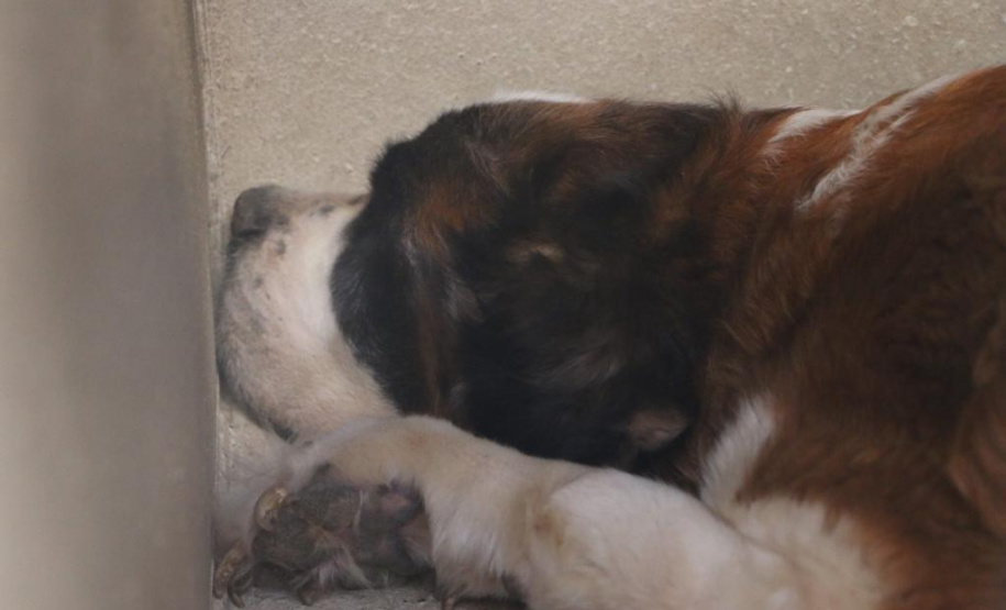 PCPR resgata cães e autua homem por maus-tratos em Curitiba