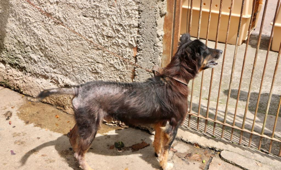 PCPR resgata cães e autua homem por maus-tratos em Curitiba