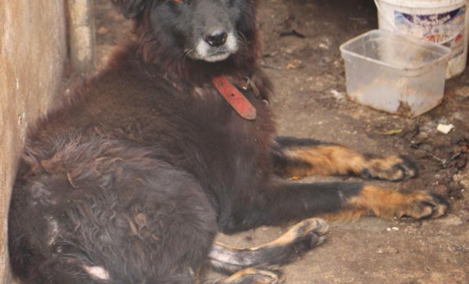 PCPR resgata cães e autua homem por maus-tratos em Curitiba