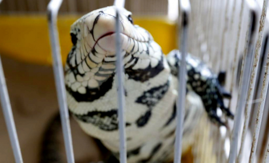 PCPR resgata cerca de 70 animais silvestres em clínica de Curitiba