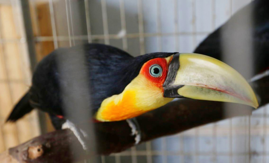 PCPR resgata cerca de 70 animais silvestres em clínica de Curitiba