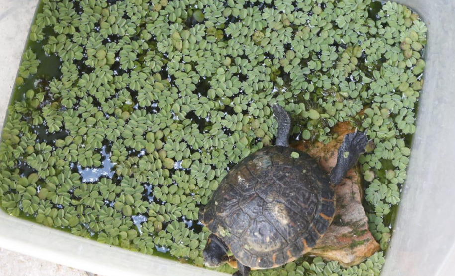 PCPR resgata cerca de 70 animais silvestres em clínica de Curitiba