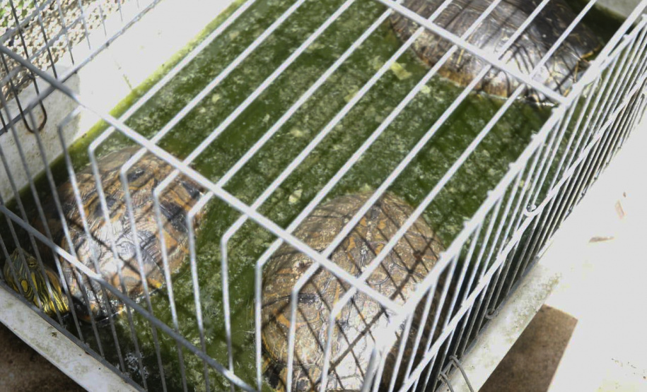 PCPR resgata cerca de 70 animais silvestres em clínica de Curitiba