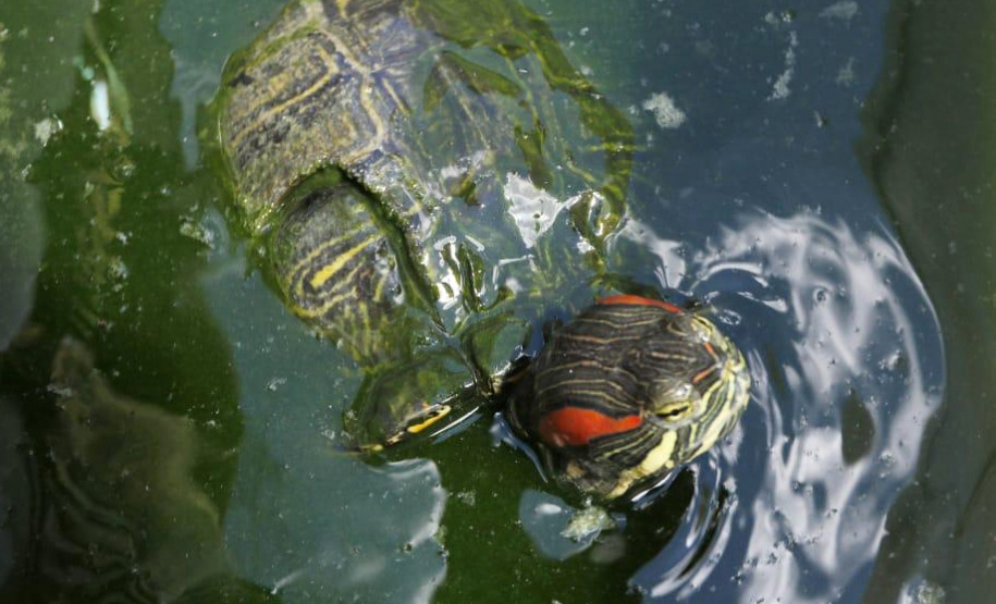 PCPR resgata cerca de 70 animais silvestres em clínica de Curitiba