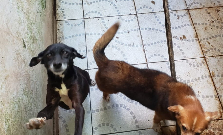 PCPR fiscaliza maus tratos a animais em Guaratuba