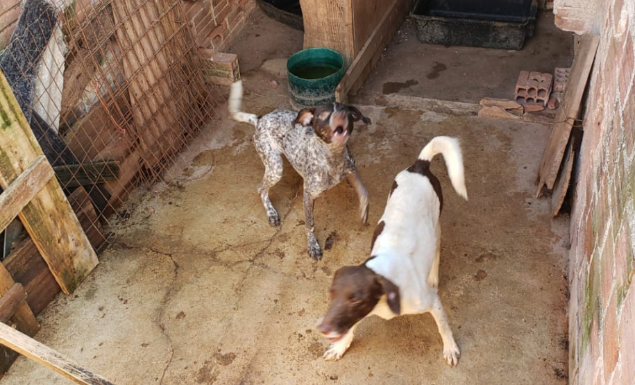 PCPR fiscaliza maus tratos a animais em Guaratuba