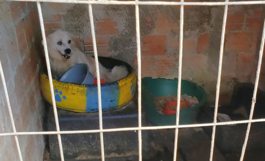 PCPR fiscaliza maus tratos a animais em Guaratuba