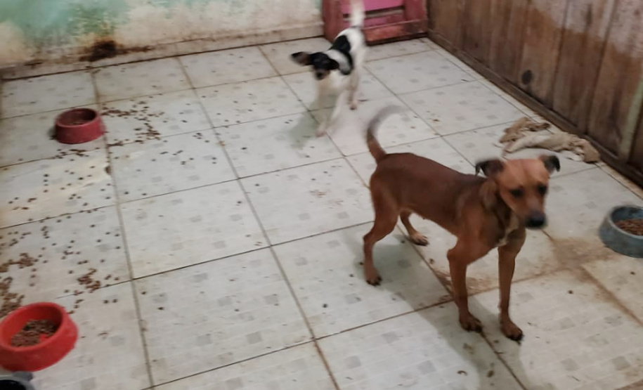 PCPR fiscaliza maus tratos a animais em Guaratuba