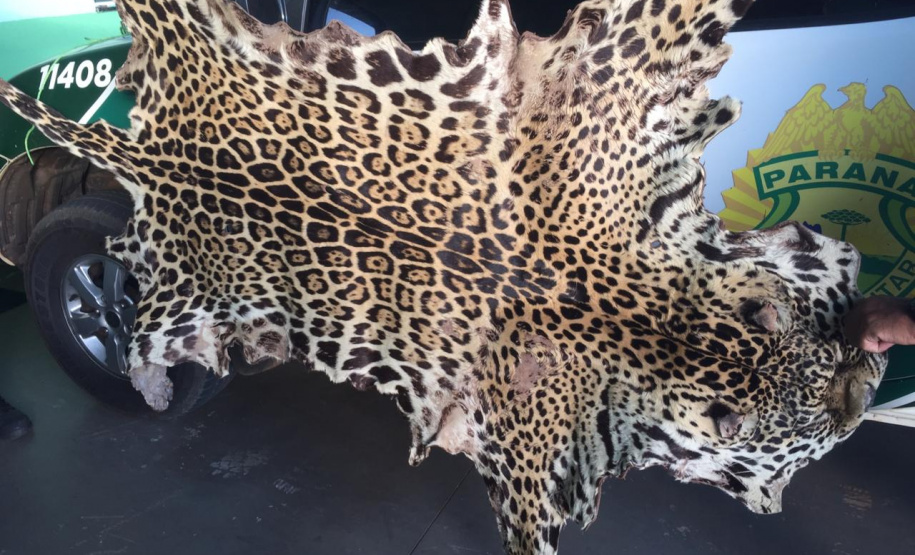 Polícia Ambiental apreende couro de uma Onça-Pintada e aplica multa de R$ 5 mil em Umuarama (PR)