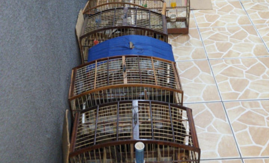 17º Batalhão resgata diversas aves silvestres em São José dos Pinhais, encaminhando uma pessoa