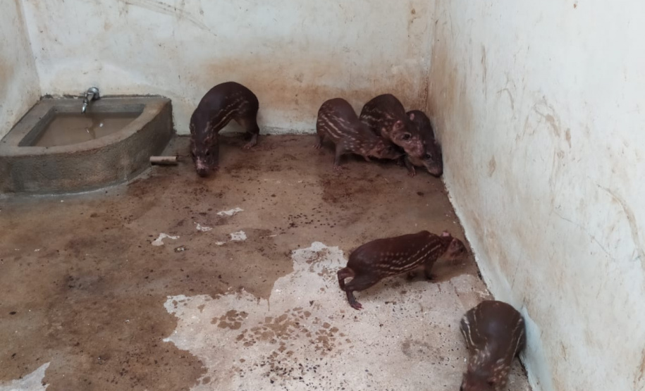 Polícia Ambiental descobre cativeiro de pacas e cutias em Toledo (PR), no Oeste paranaense