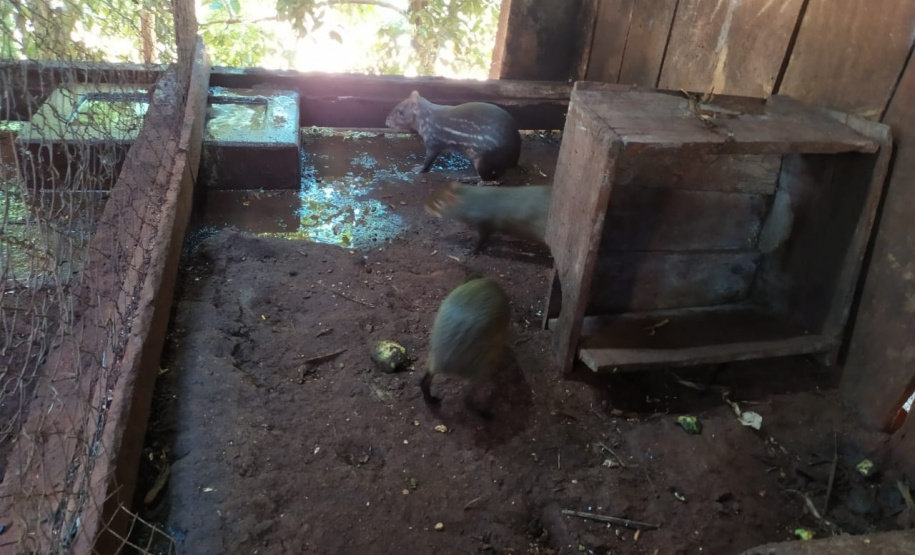 Polícia Ambiental descobre cativeiro de pacas e cutias em Toledo (PR), no Oeste paranaense