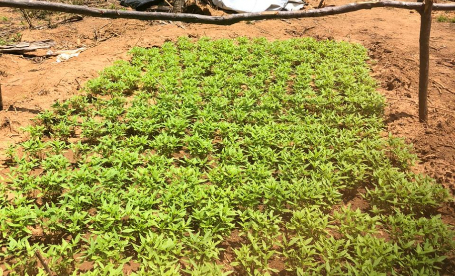 Helicóptero da PM do Paraná localiza plantação que renderia três toneladas de maconha no sertão nordestino