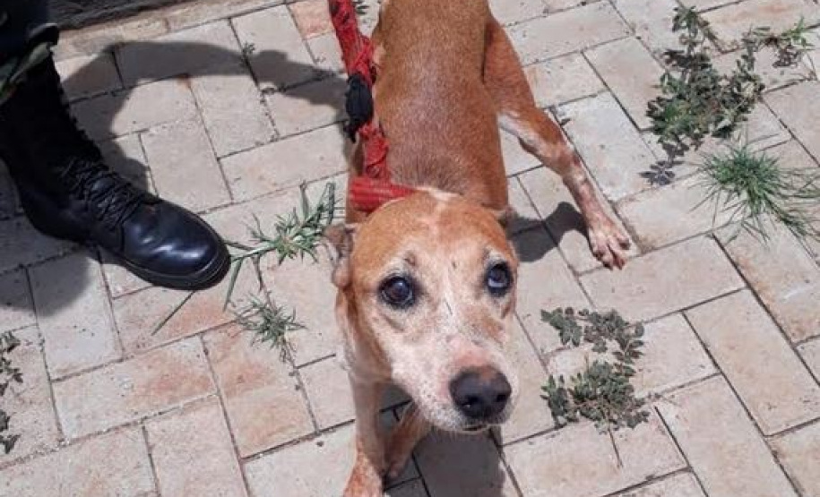 BPAmb-FV resgata dois cães abandonados em um terreno em Foz do Iguaçu, no Oeste do estado