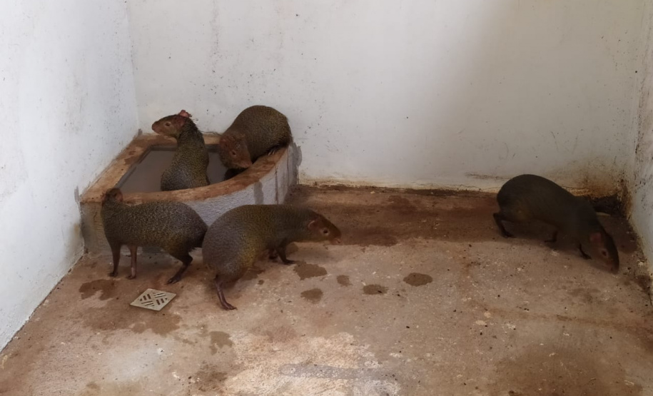 Polícia Ambiental descobre cativeiro de pacas e cutias em Toledo (PR), no Oeste paranaense