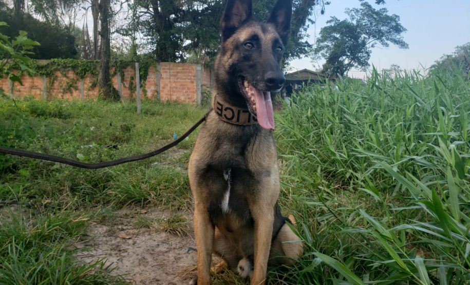 PCPR deflagra ação em combate ao tráfico de drogas em Pontal do Paraná